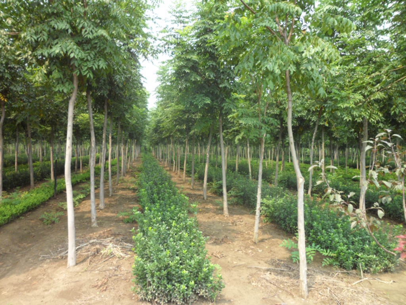 3-8公分栾树 (4).JPG