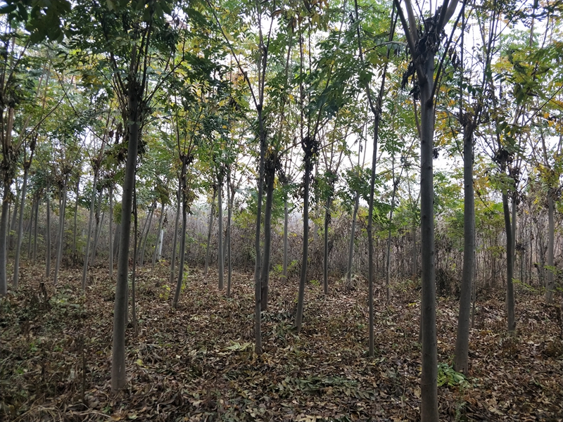 IMG20181118160241.jpg