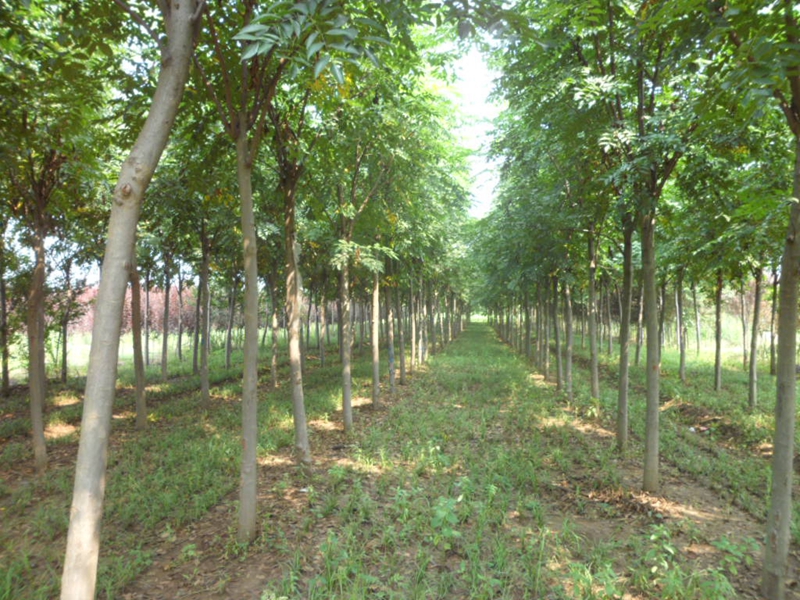 栾树 (1).JPG