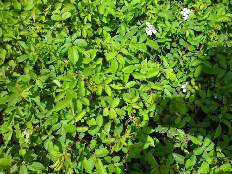 蔷薇小苗07.jpg