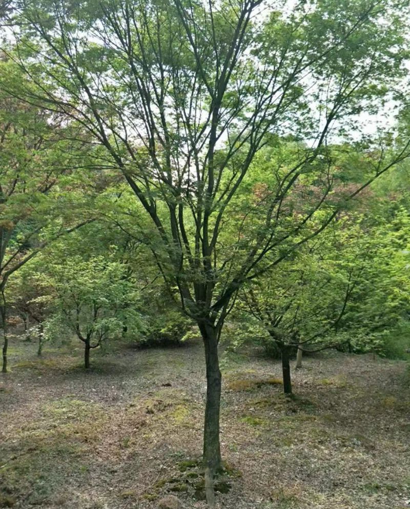 青枫3.jpg