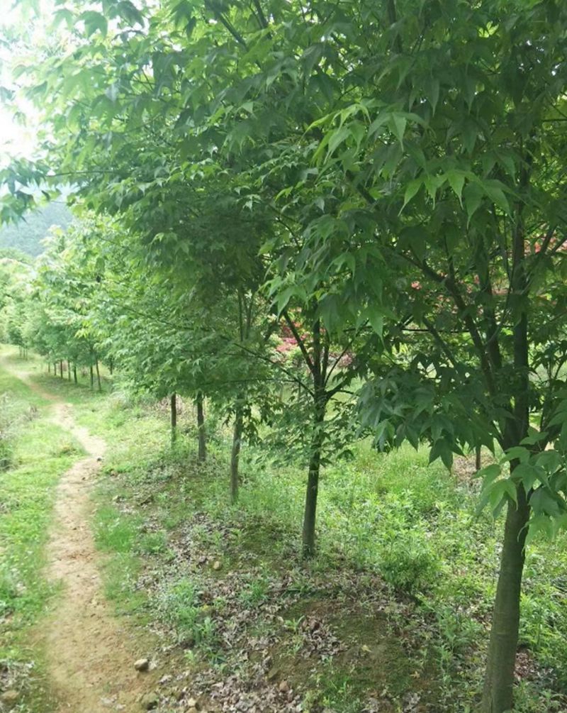 青枫4.jpg