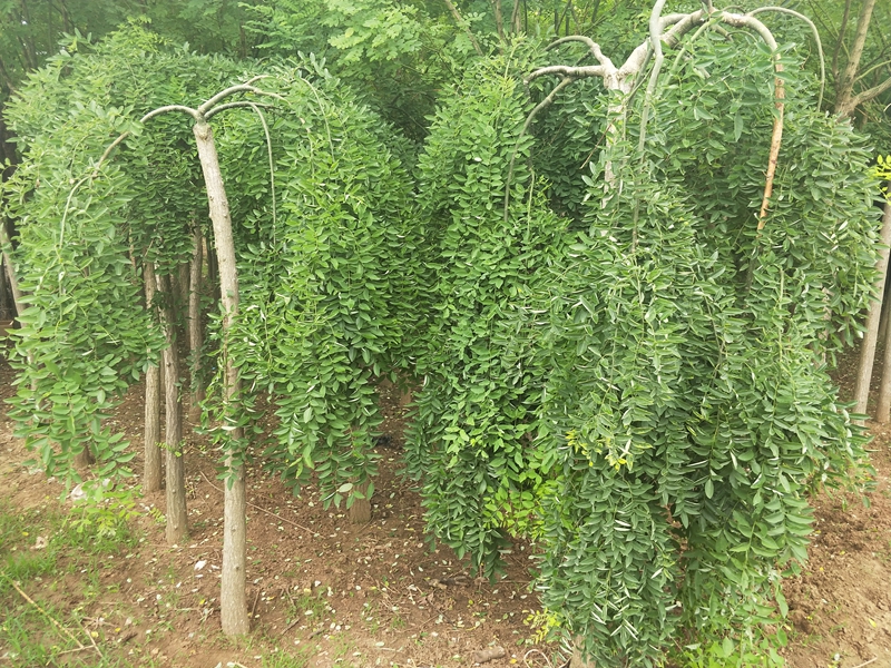 IMG20180703123404.jpg