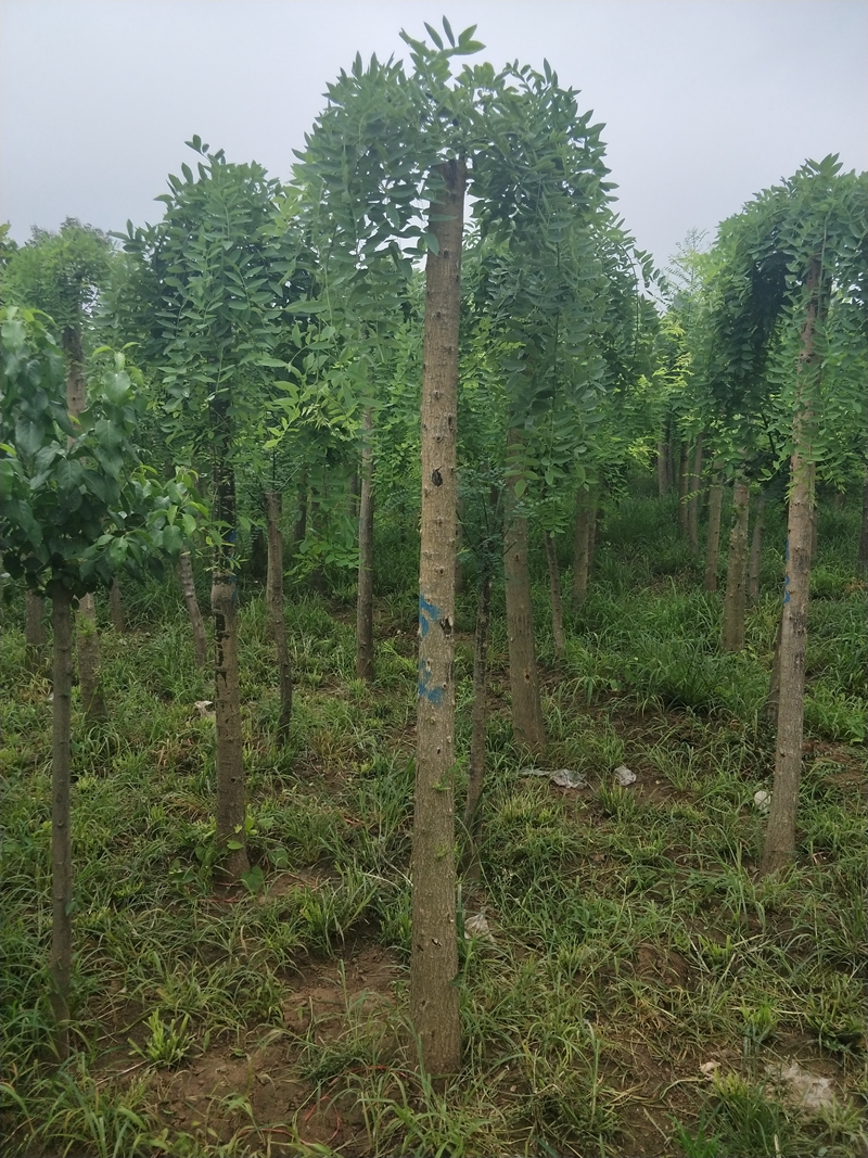 IMG20180703124408.jpg