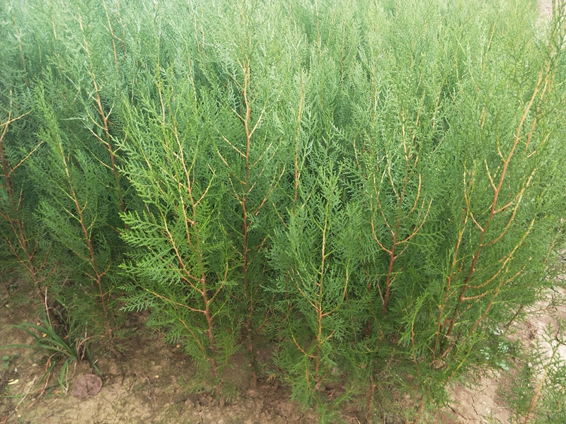 IMG20181007070453.jpg