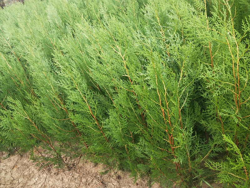 IMG20181007070525.jpg