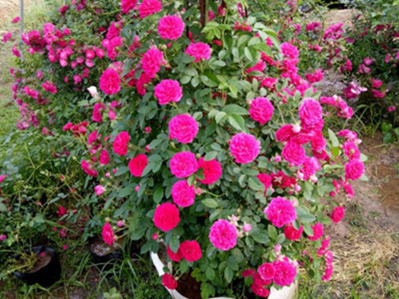 红花蔷薇4.jpg