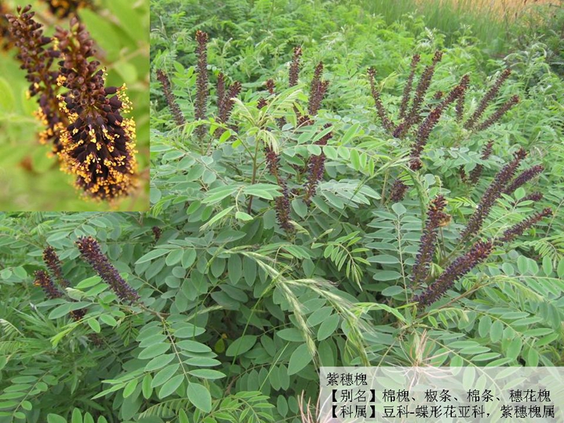 紫穗槐05.jpg