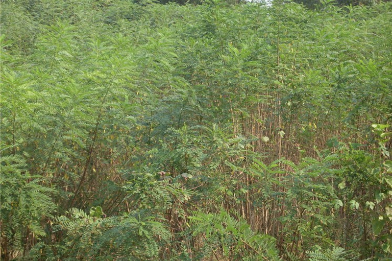 紫穗槐06.jpg