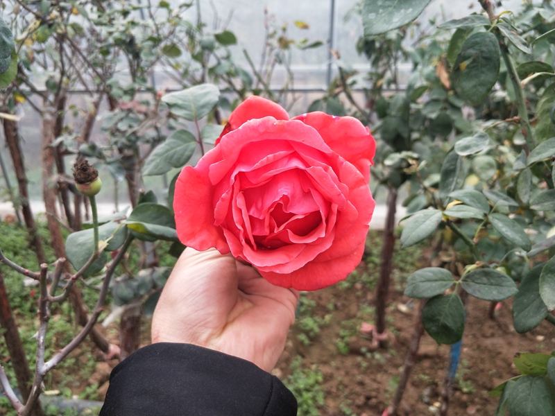 IMG20181117144042.jpg