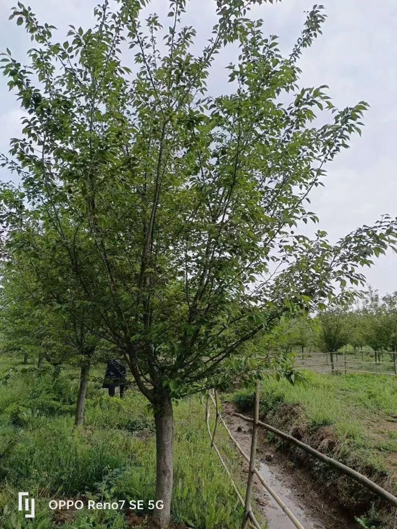 mmexport1685322034868.jpg