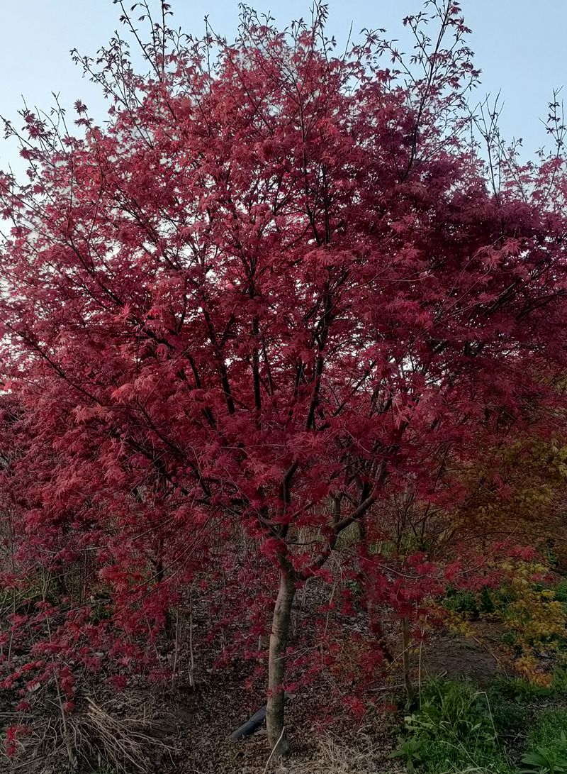 IMG20230409180418.jpg