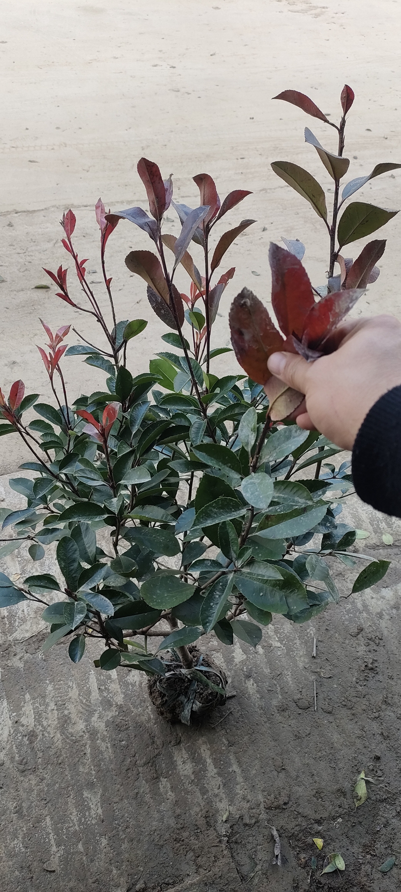 IMG20221127131940.jpg