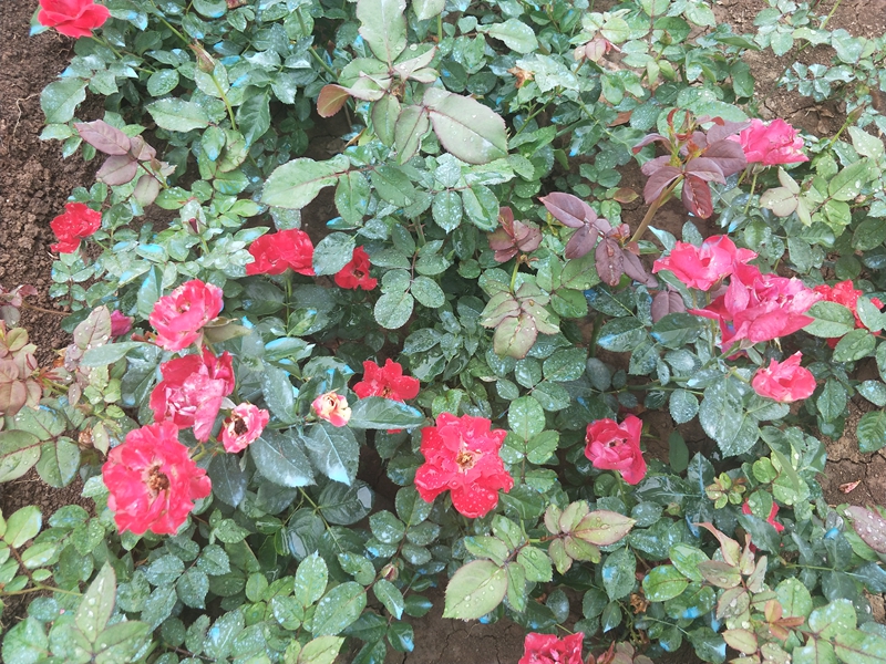 IMG20180703121634.jpg