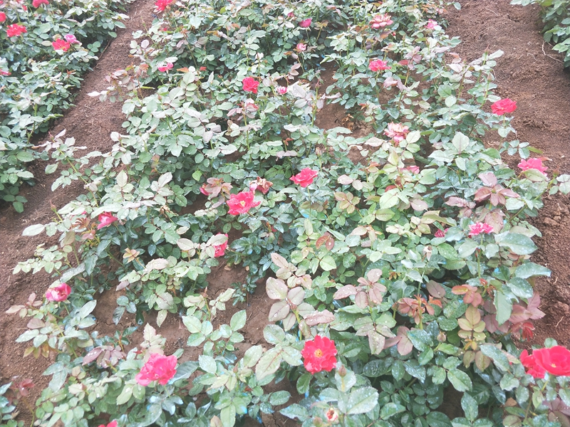 IMG20180703121643.jpg
