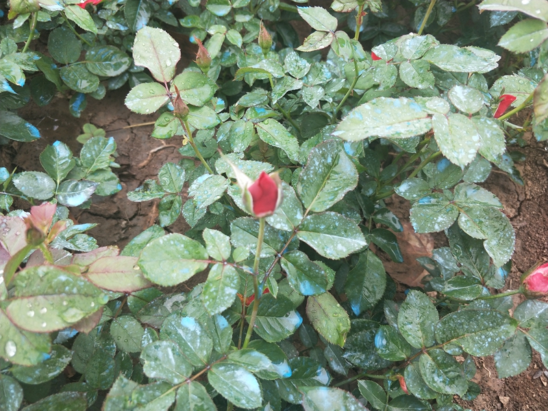 IMG20180703121650.jpg