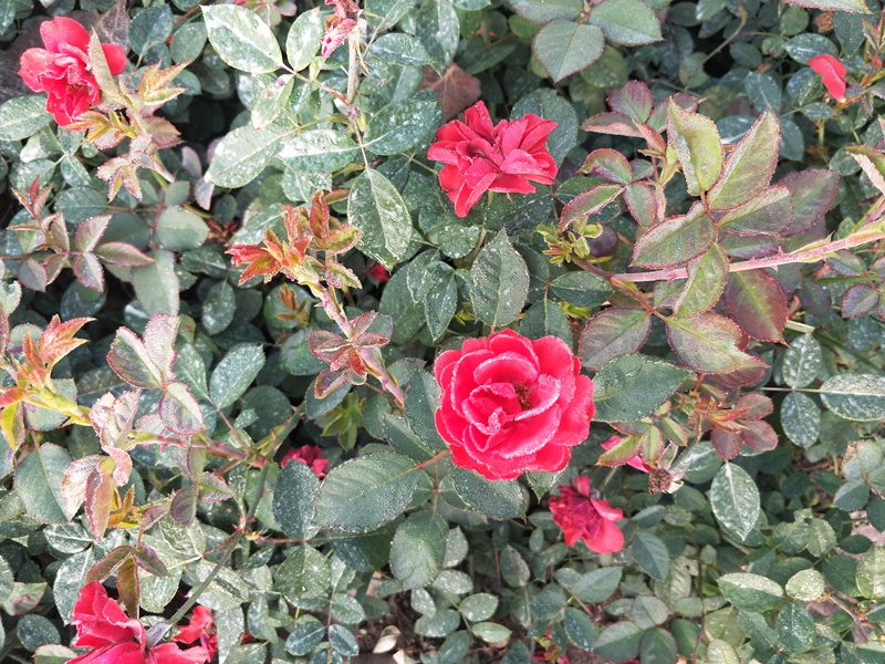 IMG20181019070818.jpg
