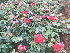 ​红帽月季