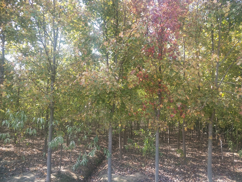 IMG20181019131009.jpg