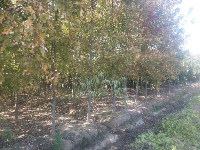 IMG20181019131015.jpg