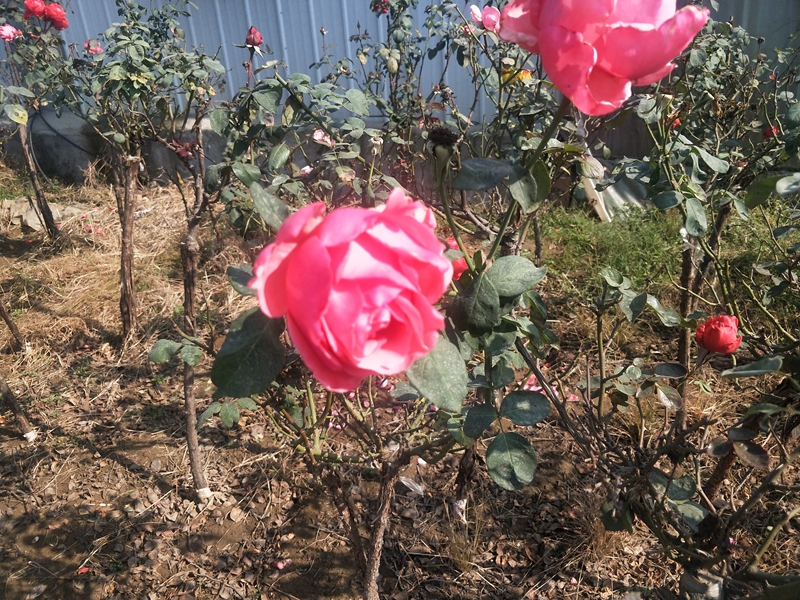 IMG20181101121601.jpg