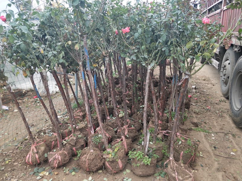 IMG20181117144025.jpg