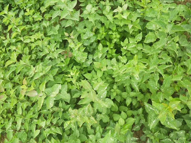 IMG20180703120837.jpg