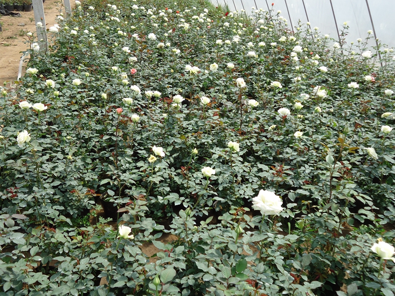 月季花111 (30).JPG