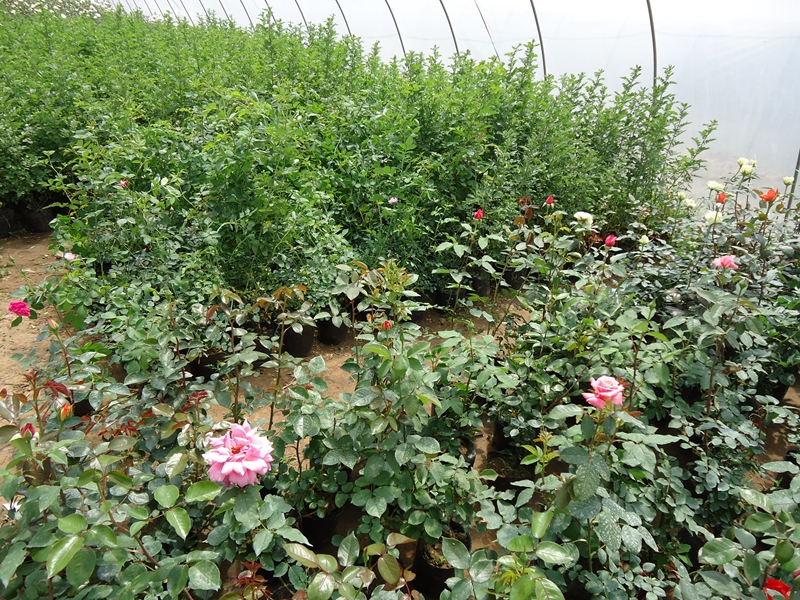 月季花111 (35).JPG
