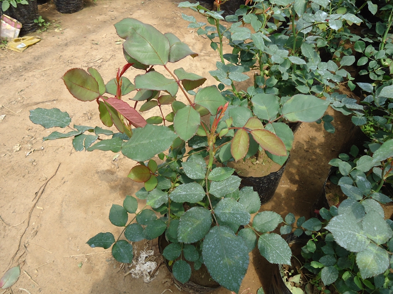 月季花111 (39).JPG