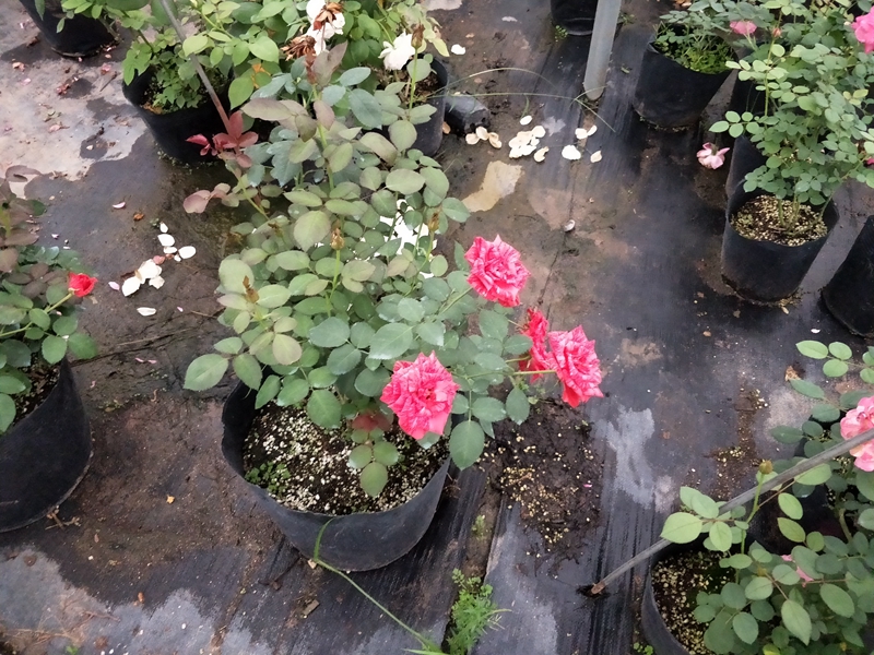 IMG20180706191157.jpg