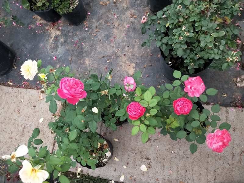 IMG20180706191206.jpg