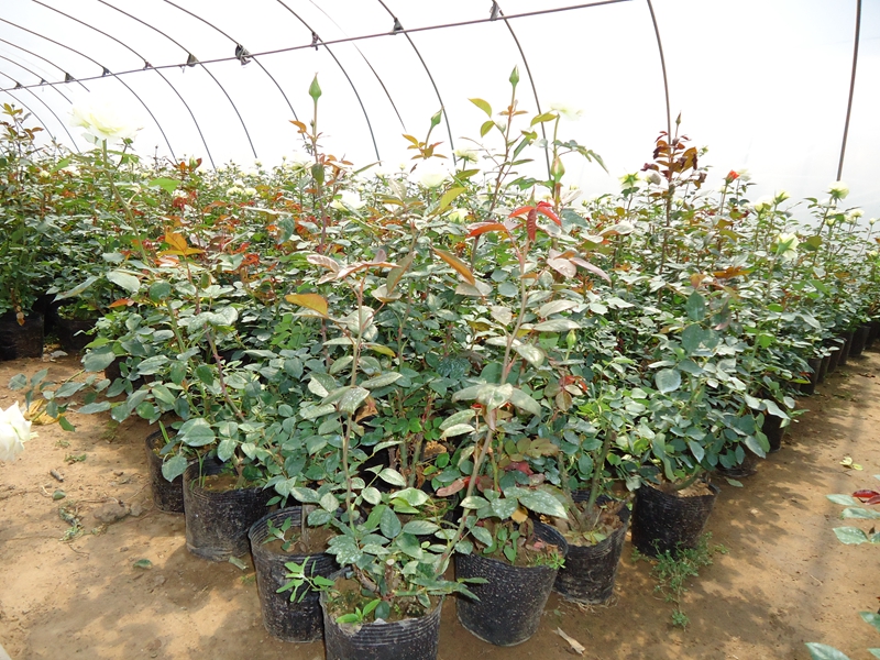 月季花111 (28).JPG