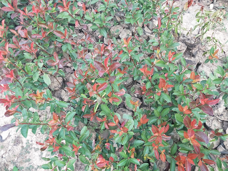 IMG20181007062542.jpg