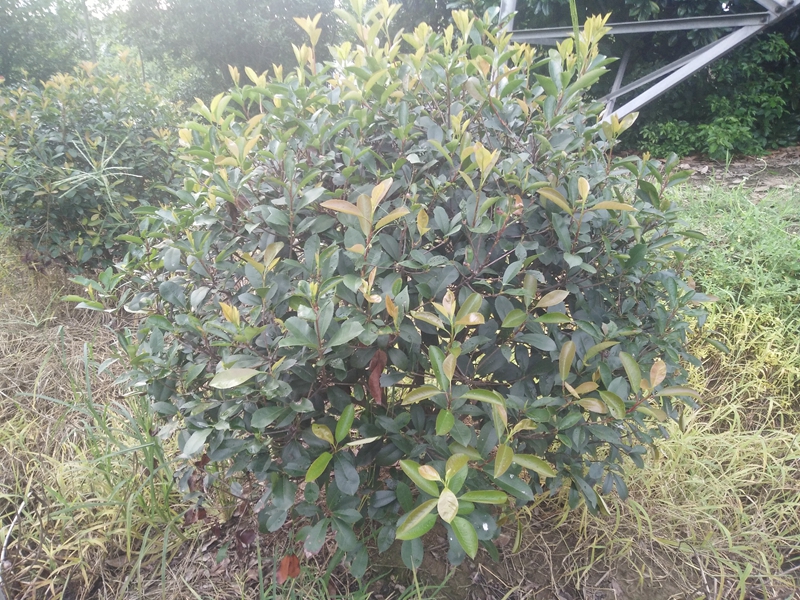 IMG20180822180105.jpg