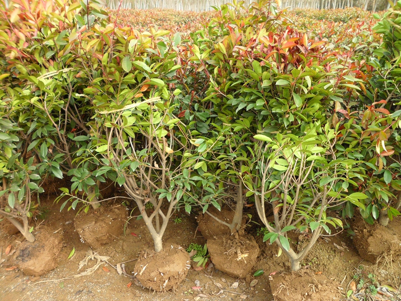 红叶石楠球 (6).JPG