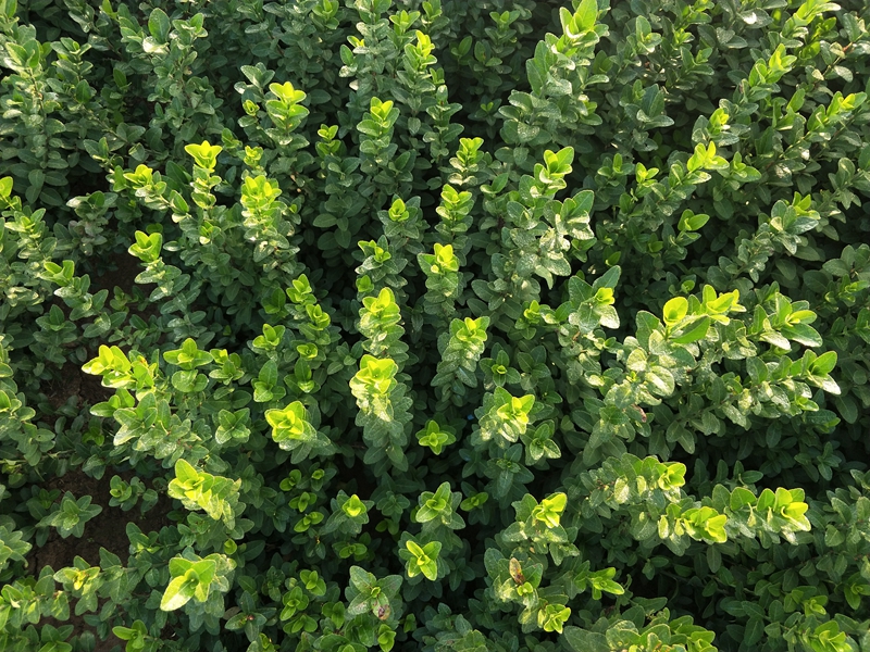 IMG20181019071217.jpg
