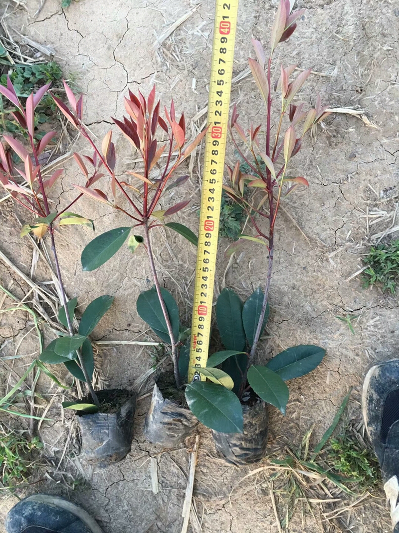 mmexport1538378245385.jpg