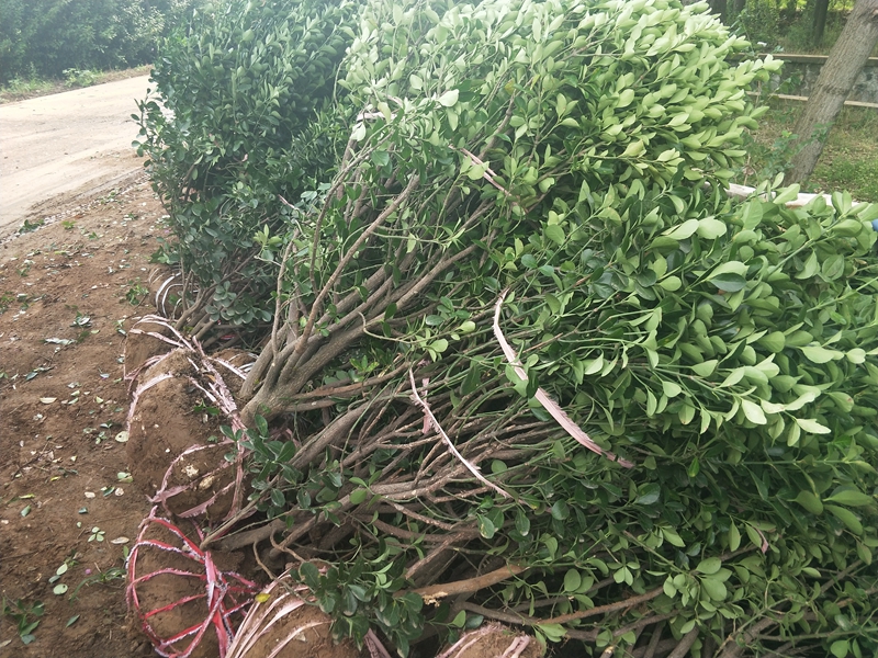 IMG20180730090309.jpg
