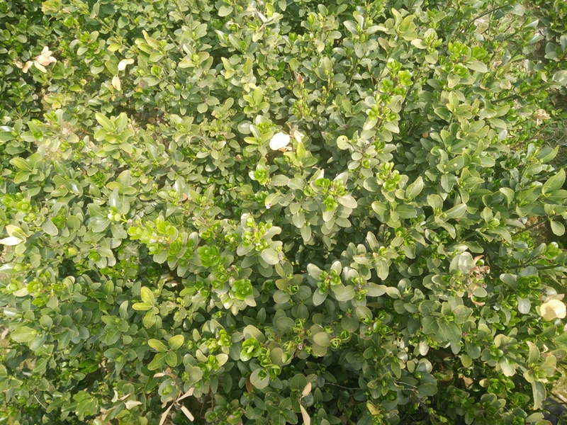 IMG20180402124535.jpg