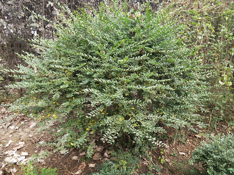 IMG20181017082715.jpg