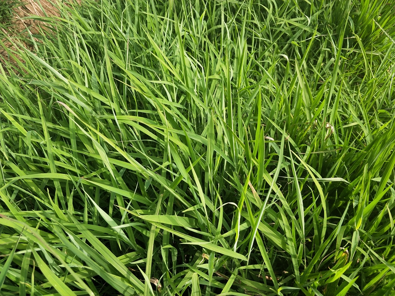 IMG20180721083756.jpg