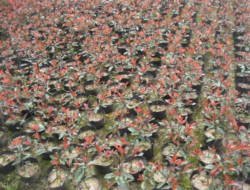 红叶石楠小苗012.jpg
