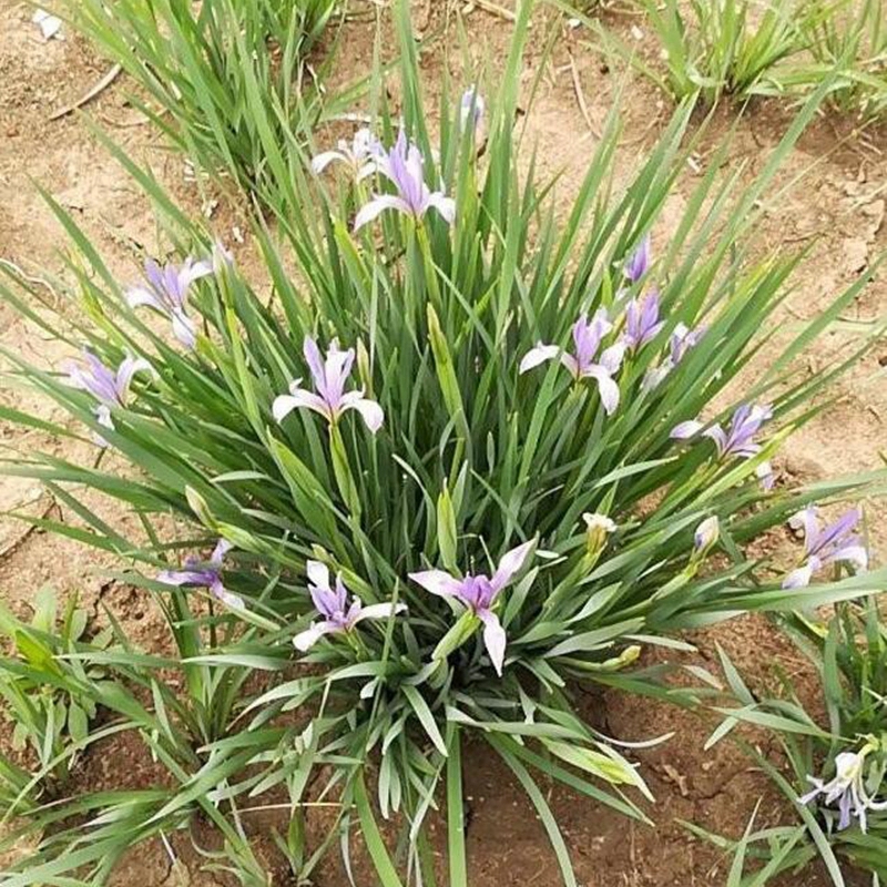 生长旺盛的马兰花