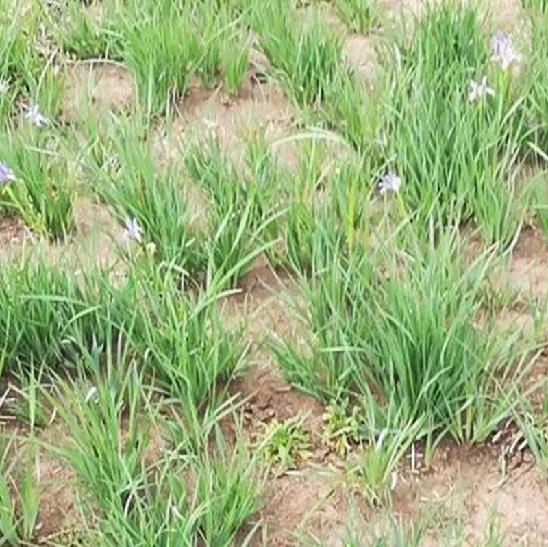 马兰花种植基地