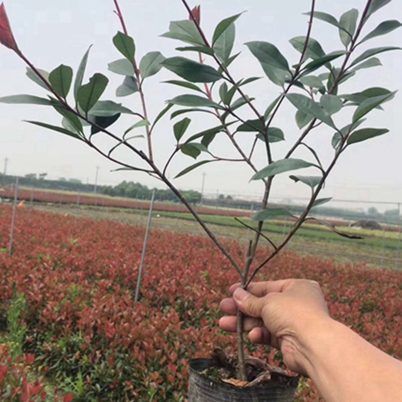 多分枝的红叶石楠大杯苗