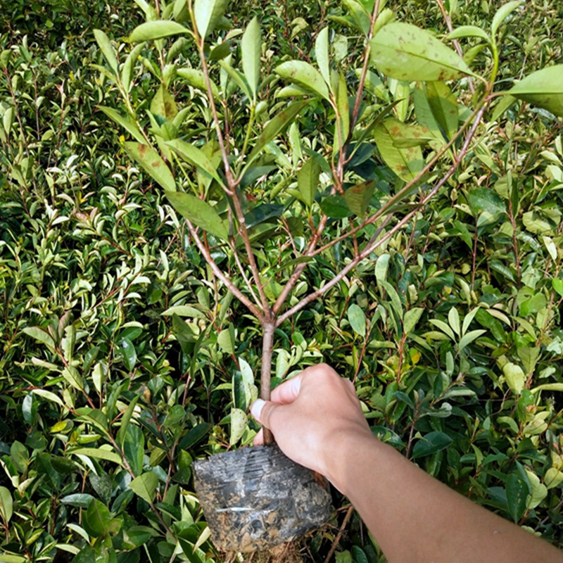 粗壮的红叶石楠大杯苗