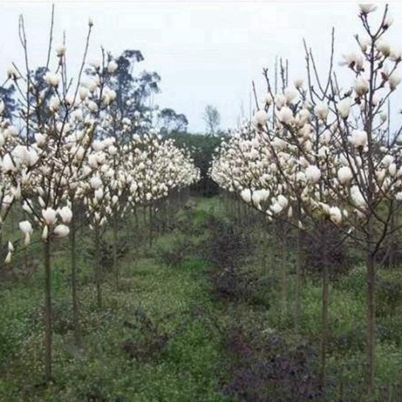 花苞饱满的白玉兰