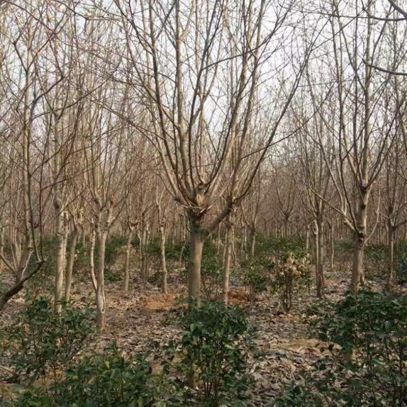 直径8公分的白玉兰基地
