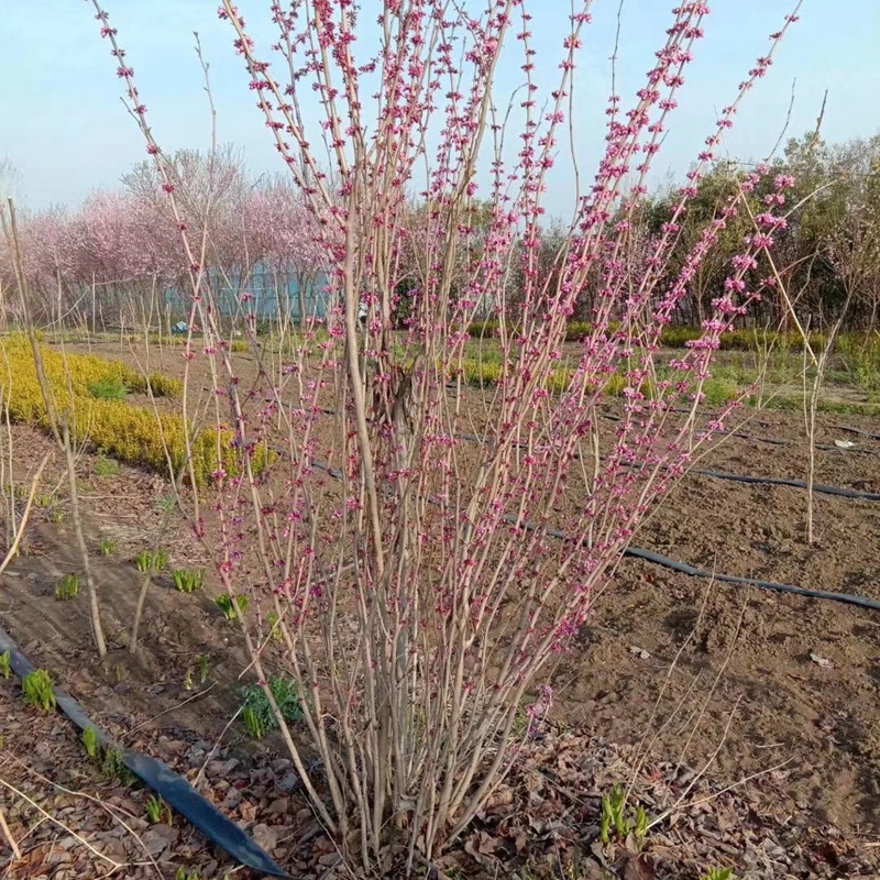 丛生紫荆